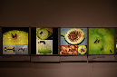 Wasp_exhibition__DSC3449